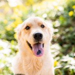 ペットワンチャンフォト写真撮影福岡県北九州市小倉南区の写真スタジオチャボフォトchavophoto入園式入学式記念写真ベビーフォト生前遺影成人式写真子供キッズ誕生日建築写真ペット写真撮影初節句お雛祭り家族写真