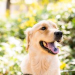 ペットワンチャンフォト写真撮影福岡県北九州市小倉南区の写真スタジオチャボフォトchavophoto入園式入学式記念写真ベビーフォト生前遺影成人式写真子供キッズ誕生日建築写真ペット写真撮影初節句お雛祭り家族写真