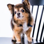 ペットワンチャンフォト写真撮影福岡県北九州市小倉南区の写真スタジオチャボフォトchavophoto入園式入学式記念写真ベビーフォト生前遺影成人式写真子供キッズ誕生日建築写真ペット写真撮影初節句お雛祭り家族写真