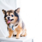 ペットワンチャンフォト写真撮影福岡県北九州市小倉南区の写真スタジオチャボフォトchavophoto入園式入学式記念写真ベビーフォト生前遺影成人式写真子供キッズ誕生日建築写真ペット写真撮影初節句お雛祭り家族写真