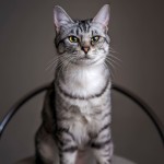 福岡県北九州市小倉南区の写真スタジオチャボフォトchavophotoのペット撮影ペットフォト