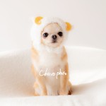 福岡県北九州市小倉南区の写真スタジオチャボフォトchavophoto入園式入学式記念写真ベビーフォト生前遺影成人式写真子供キッズ誕生日建築写真ペット写真撮影