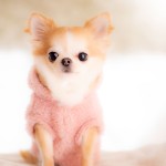 福岡県北九州市小倉南区の写真スタジオチャボフォトchavophoto入園式入学式記念写真ベビーフォト生前遺影成人式写真子供キッズ誕生日建築写真ペット写真撮影