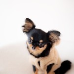 福岡県北九州市小倉南区の写真スタジオチャボフォトchavophoto入園式入学式記念写真ベビーフォト生前遺影成人式写真子供キッズ誕生日建築写真ペット写真撮影