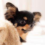 福岡県北九州市小倉南区の写真スタジオチャボフォトchavophoto入園式入学式記念写真ベビーフォト生前遺影成人式写真子供キッズ誕生日建築写真ペット写真撮影