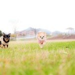 福岡県北九州市小倉南区の写真スタジオチャボフォトchavophoto入園式入学式記念写真ベビーフォト生前遺影成人式写真子供キッズ誕生日建築写真ペット写真撮影