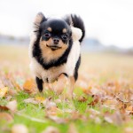 福岡県北九州市小倉南区の写真スタジオチャボフォトchavophoto入園式入学式記念写真ベビーフォト生前遺影成人式写真子供キッズ誕生日建築写真ペット写真撮影