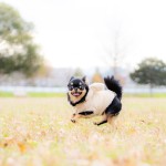 福岡県北九州市小倉南区の写真スタジオチャボフォトchavophoto入園式入学式記念写真ベビーフォト生前遺影成人式写真子供キッズ誕生日建築写真ペット写真撮影