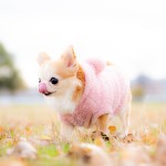 福岡県北九州市小倉南区の写真スタジオチャボフォトchavophoto入園式入学式記念写真ベビーフォト生前遺影成人式写真子供キッズ誕生日建築写真ペット写真撮影