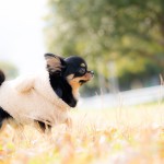 福岡県北九州市小倉南区の写真スタジオチャボフォトchavophoto入園式入学式記念写真ベビーフォト生前遺影成人式写真子供キッズ誕生日建築写真ペット写真撮影