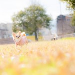 福岡県北九州市小倉南区の写真スタジオチャボフォトchavophoto入園式入学式記念写真ベビーフォト生前遺影成人式写真子供キッズ誕生日建築写真ペット写真撮影