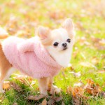 福岡県北九州市小倉南区の写真スタジオチャボフォトchavophoto入園式入学式記念写真ベビーフォト生前遺影成人式写真子供キッズ誕生日建築写真ペット写真撮影