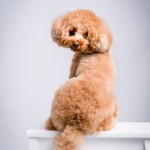 北九州ペットフォト写真撮影福岡県小倉南区の写真スタジオチャボフォトchavophoto入園式入学式記念写真ベビーフォト生前遺影成人式写真子供キッズ誕生日建築写真ペット写真撮影初節句お雛祭り家族写真