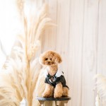 北九州ペットフォト写真撮影福岡県小倉南区の写真スタジオチャボフォトchavophoto入園式入学式記念写真ベビーフォト生前遺影成人式写真子供キッズ誕生日建築写真ペット写真撮影初節句お雛祭り家族写真