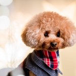 北九州ペットフォト写真撮影福岡県小倉南区の写真スタジオチャボフォトchavophoto入園式入学式記念写真ベビーフォト生前遺影成人式写真子供キッズ誕生日建築写真ペット写真撮影初節句お雛祭り家族写真