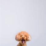 北九州ペットフォト写真撮影福岡県小倉南区の写真スタジオチャボフォトchavophoto入園式入学式記念写真ベビーフォト生前遺影成人式写真子供キッズ誕生日建築写真ペット写真撮影初節句お雛祭り家族写真