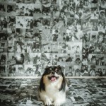 北九州ベビー赤ちゃんフォト写真撮影フォトウエディング写真撮影福岡県小倉南区の写真スタジオチャボフォトchavophoto入園式入学式記念写真ベビーフォト生前遺影成人式写真子供キッズ誕生日建築写真ペット写真撮影初節句お雛祭り家族写真