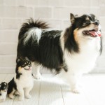 北九州ベビー赤ちゃんフォト写真撮影フォトウエディング写真撮影福岡県小倉南区の写真スタジオチャボフォトchavophoto入園式入学式記念写真ベビーフォト生前遺影成人式写真子供キッズ誕生日建築写真ペット写真撮影初節句お雛祭り家族写真