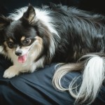 北九州ベビー赤ちゃんフォト写真撮影フォトウエディング写真撮影福岡県小倉南区の写真スタジオチャボフォトchavophoto入園式入学式記念写真ベビーフォト生前遺影成人式写真子供キッズ誕生日建築写真ペット写真撮影初節句お雛祭り家族写真